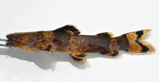 Pseudopimelodus aff. bufonius `rio xingu`